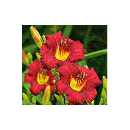 Ľaliovka Red Magic - Hemerocallis - cibuľky - 1 ks