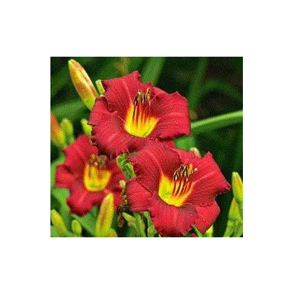 Ľaliovka Red Magic - Hemerocallis - cibuľky - 1 ks