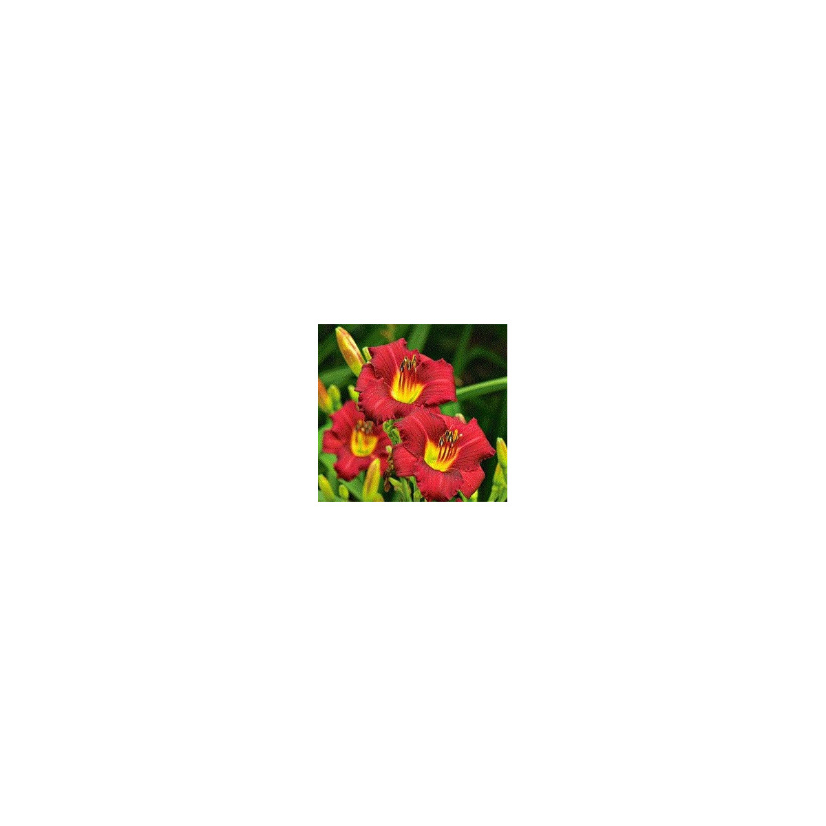 Ľaliovka Red Magic - Hemerocallis - cibuľky - 1 ks