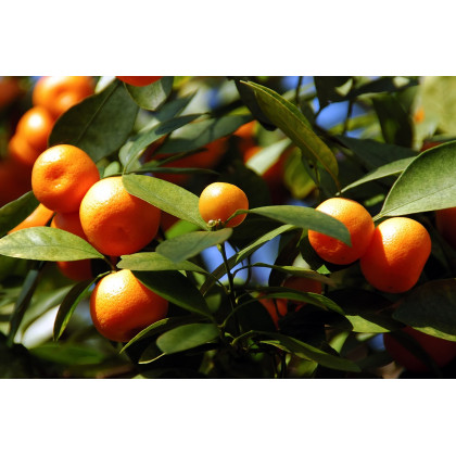 Pomarančovník zakrslý - Citrus mitis - semiačka - 3 ks
