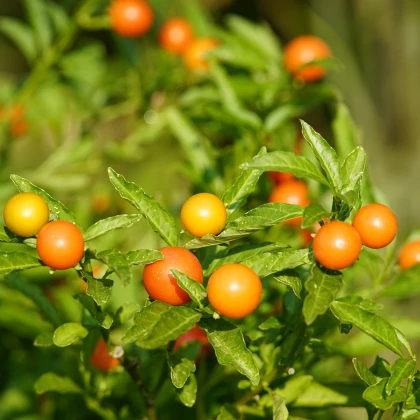 Solanum sessiliflorum - Solanum sessiliflorum - semiačka - 10 ks