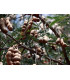 Tamarind indický - Tamarindus indica -semiačka - 5 ks