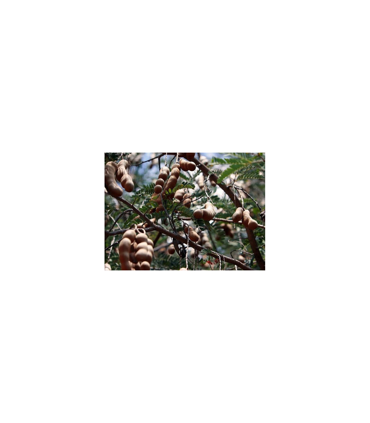 Tamarind indický - Tamarindus indica -semiačka - 5 ks