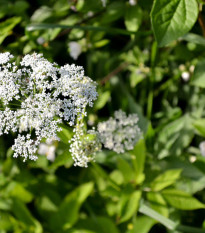 Bedrovník obyčajný - Pimpinella Saxifraga - semiačka - 50 ks