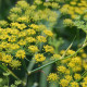 Fenikel koreninový - Foeniculum vulgare - semiačka - 100 ks