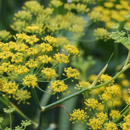 Fenikel koreninový - Foeniculum vulgare - semiačka - 100 ks