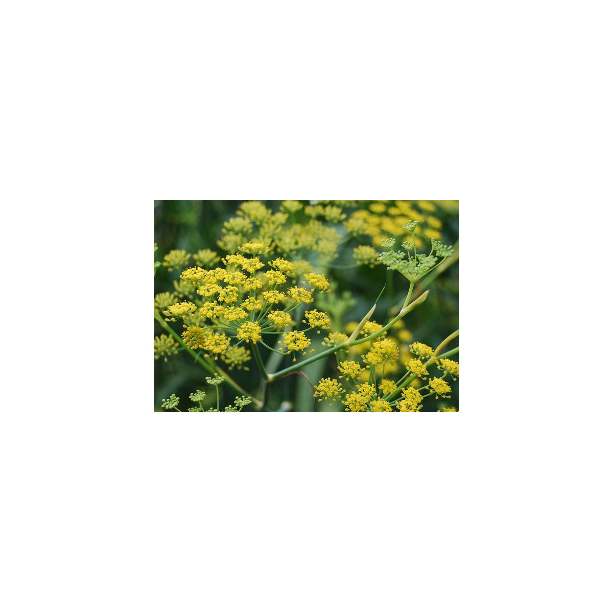 Fenikel koreninový - Foeniculum vulgare - semiačka - 100 ks