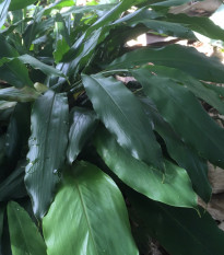 Kardamóm - Amomum subulatum - semiačka - 5 ks