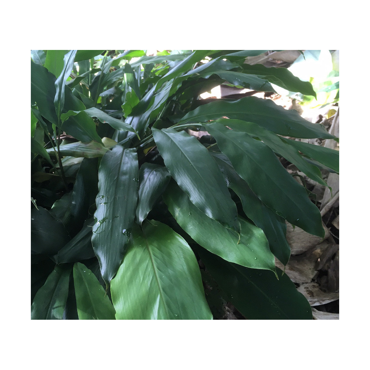 Kardamóm - Amomum subulatum - semiačka - 5 ks