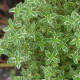 Tymián Anglická zima - Thymus vulgaris - semiačka - 50 ks
