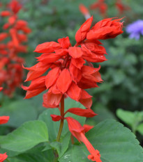 Šalvia žiarivá Johannisfeuer - Salvia splendens - predaj semienka - 15 ks