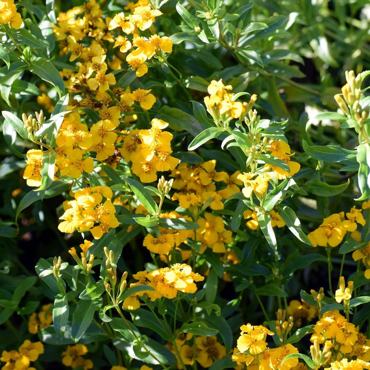 Aksamietnica mexická - Tagetes lucida - predaj semien - 0,2 g