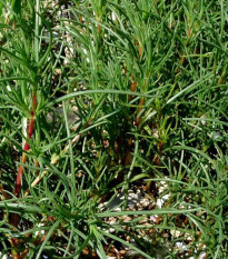 Slanobyľ - Salsola soda - semiačka - 40 ks