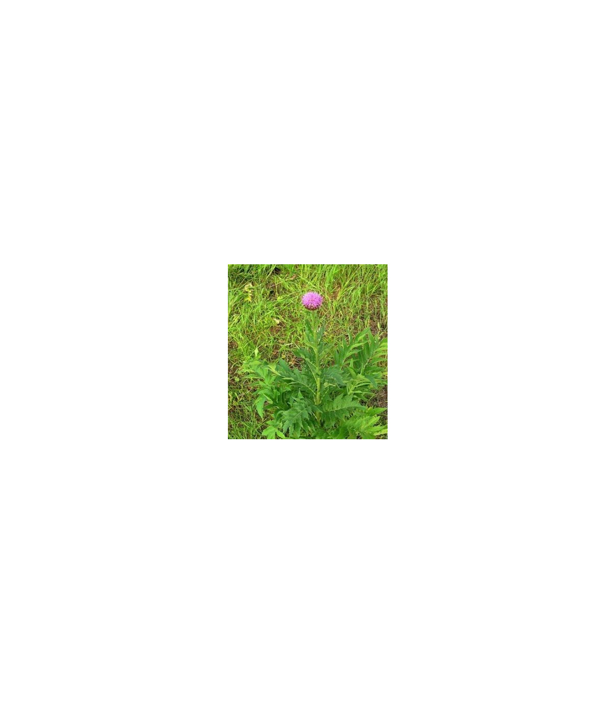 Maralový koreň - Parcha - Leuzea carthamoides - semiačka - 60 ks