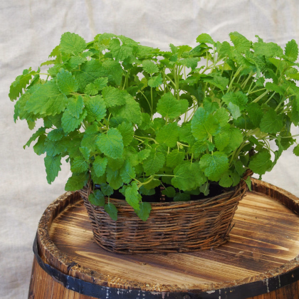 Medovka - Melissa officinalis - semiačka - 300 ks