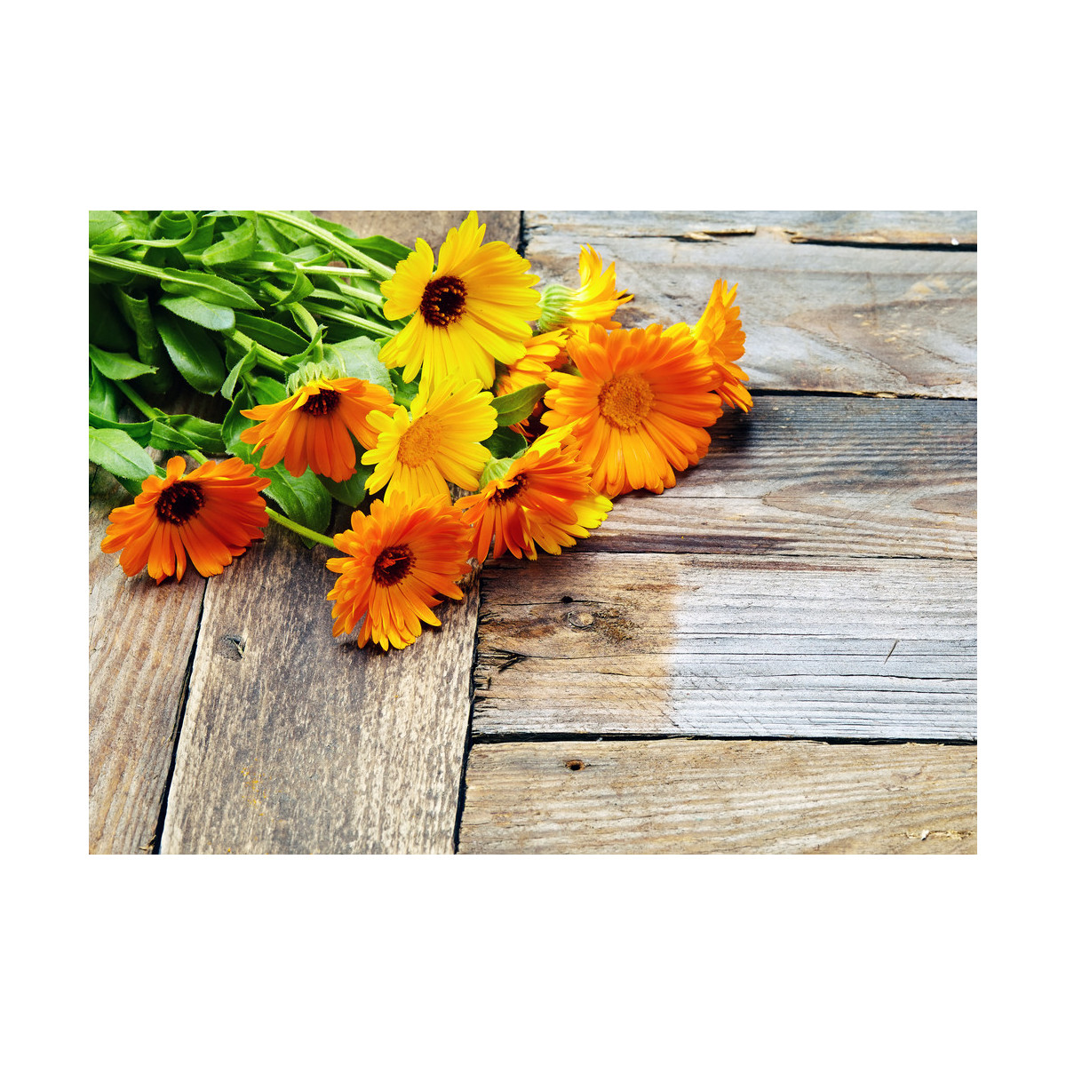 Nechtík lekársky - módne odtiene farieb - Calendula officinalis - semiačka - 30 ks