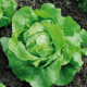 BIO Šalát hlávkový Nel - Lactusa sativa - semiačka - 0,1 g