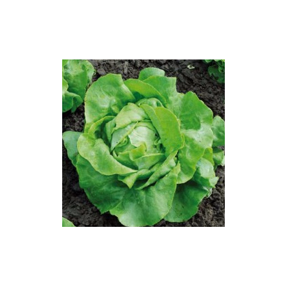 BIO Šalát hlávkový Nel - Lactusa sativa - semiačka - 0,1 g