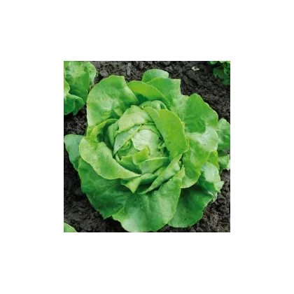 BIO Šalát hlávkový Nel - Lactusa sativa - semiačka - 0,1 g
