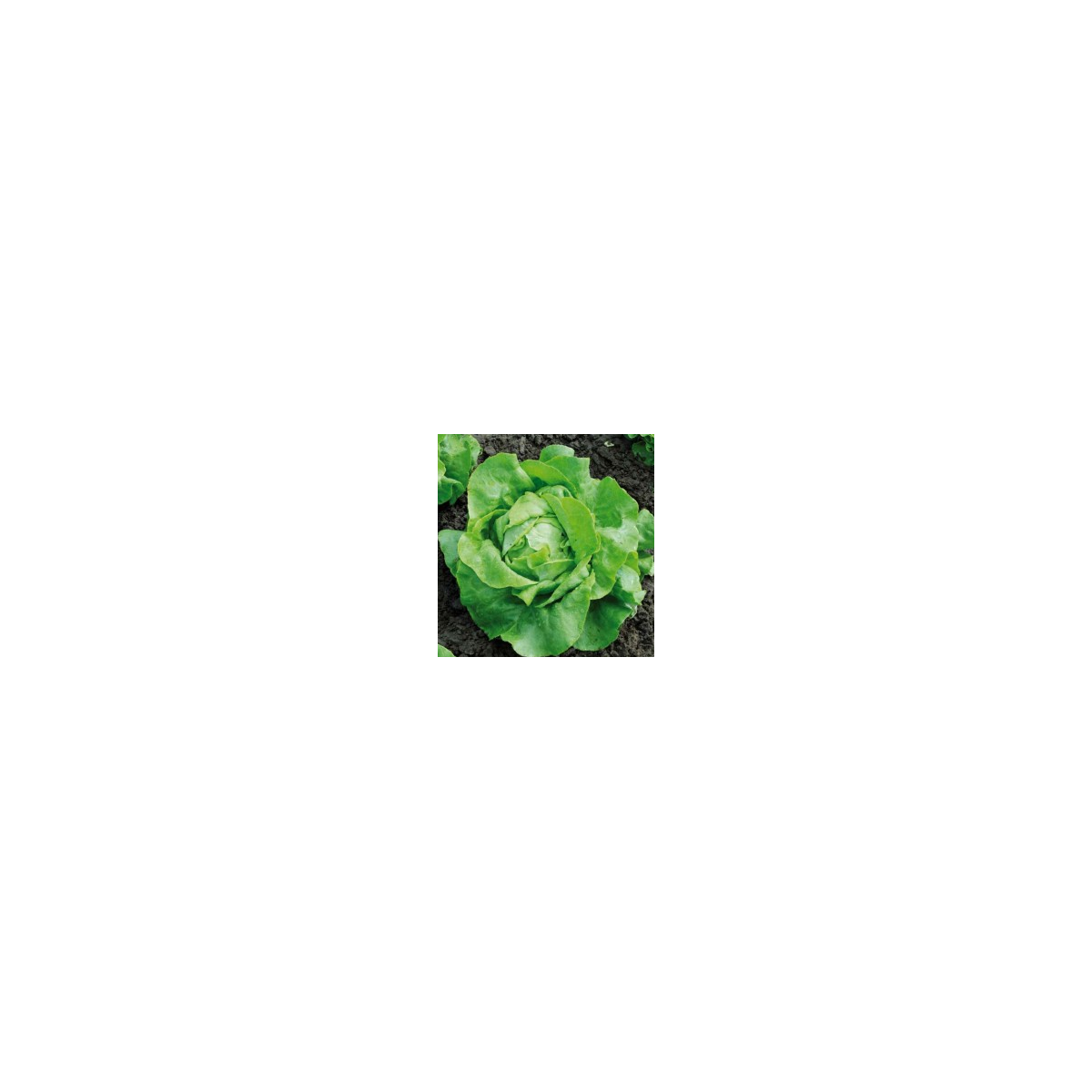 BIO Šalát hlávkový Nel - Lactusa sativa - semiačka - 0,1 g