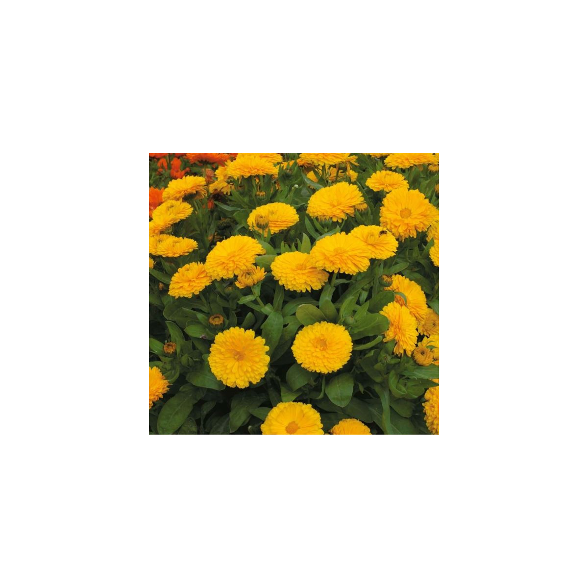 Nechtík lekársky žltý - Calendula officinalis - semiačka - 30 ks