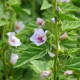 Ibiš lekársky - Althaea officinalis - semiačka - 18 ks