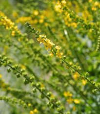 Repík lekársky - Agrimonia eupatoria - semiačka - 20 ks