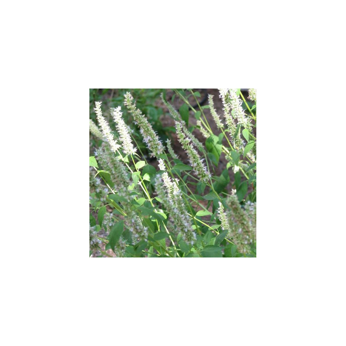 Yzop lekársky biely - Hyssopus officinalis - semiačka - 100 ks