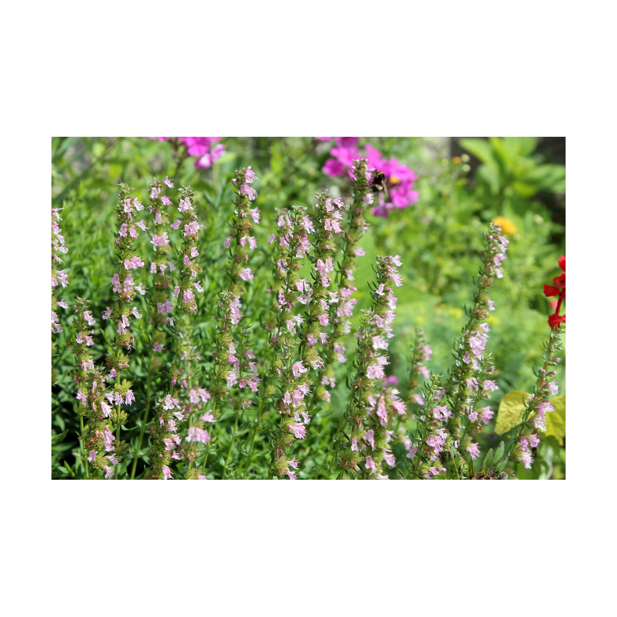 Yzop lekársky ružový - Hyssopus officinalis -semiačka - 100 ks