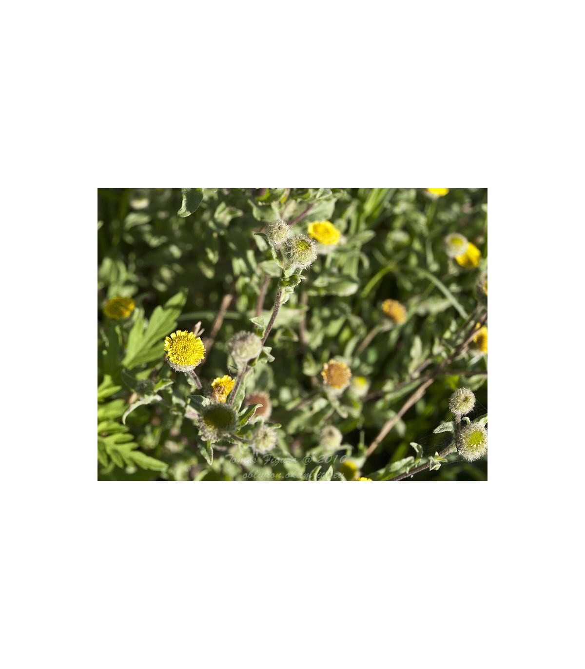 Blšník obyčajný - Pulicaria vulgaris - semiačka - 50 ks