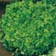 Šalát na česanie - Lactusa sativa - semiačka - 1 g