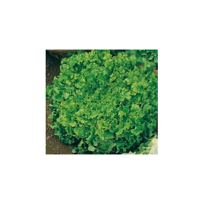 Šalát na česanie - Lactusa sativa - semiačka - 1 g