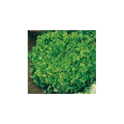 Šalát na česanie - Lactusa sativa - semiačka - 1 g
