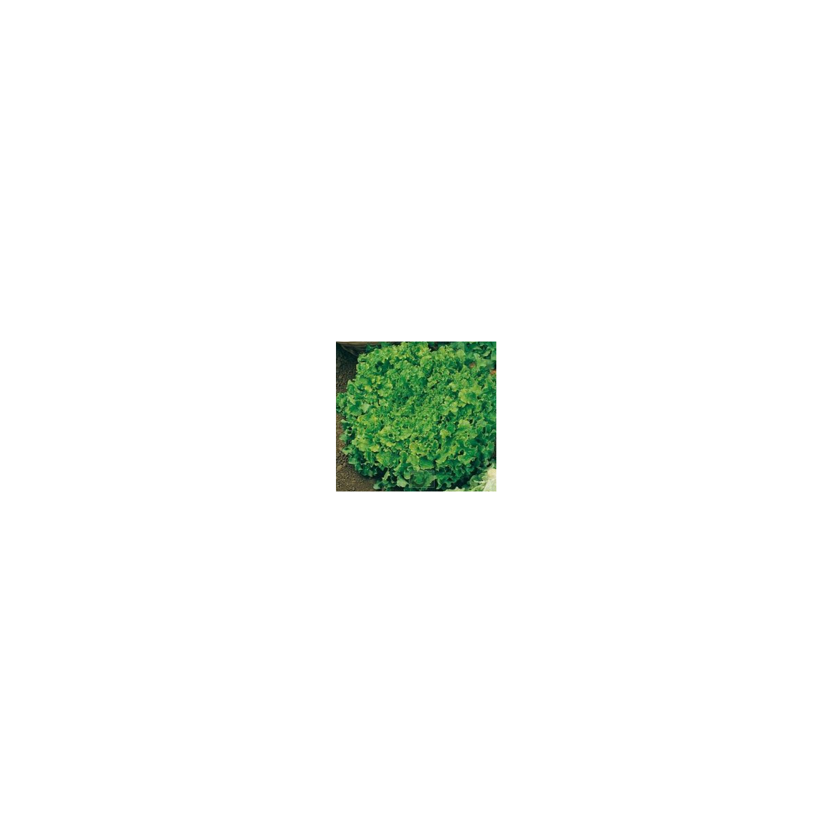 Šalát na česanie - Lactusa sativa - semiačka - 1 g