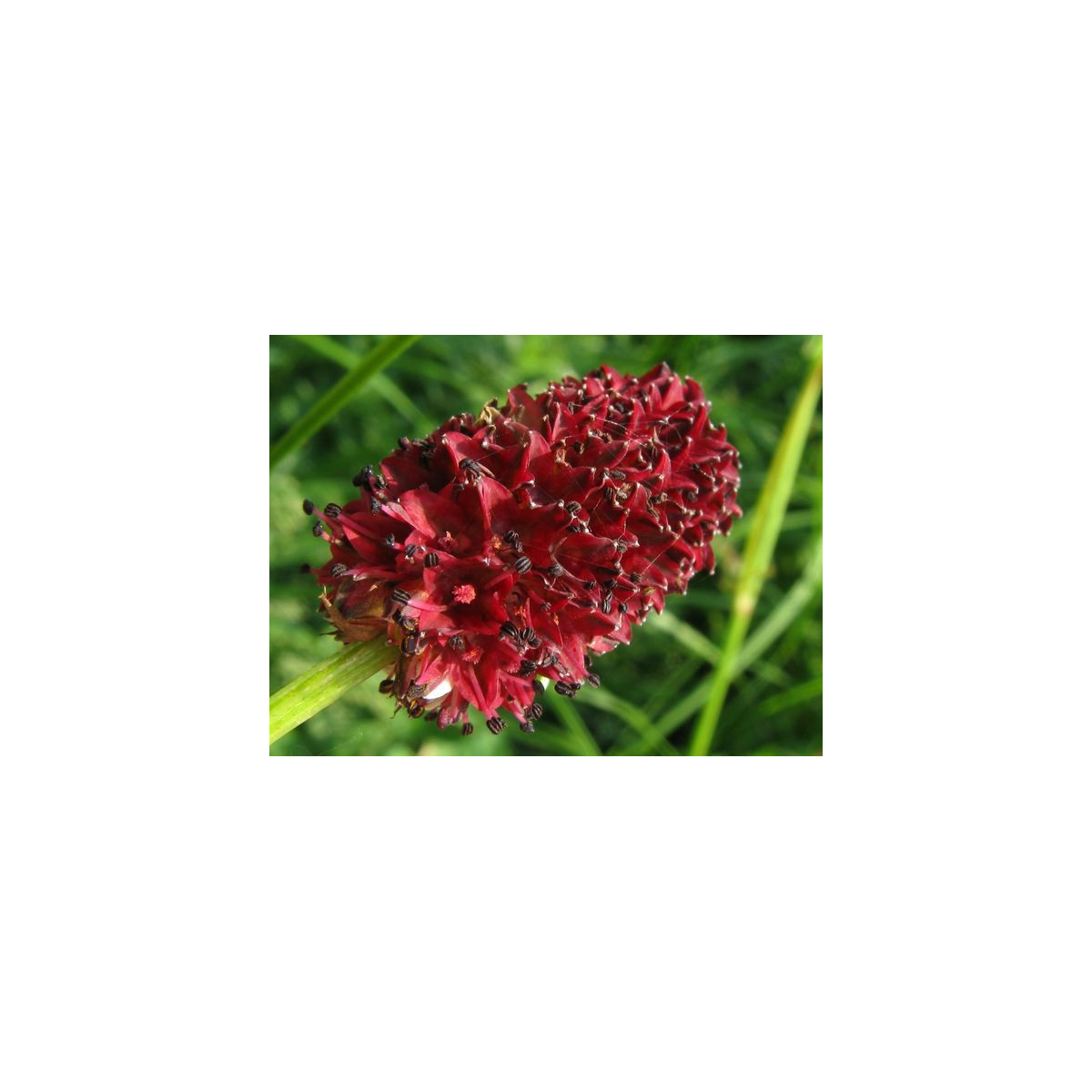 Krvavec lekársky - Sanguisorba officinalis -semiačka - 8 ks