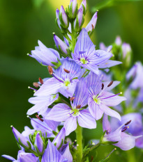 Veronika lekárska - Rozrazil - Veronica officinalis - semiačka - 30 ks