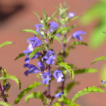 Včelník moldavský - Dracocephalum moldavica - semiačka - 200 ks