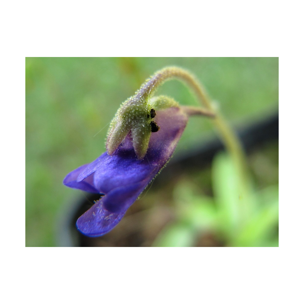 Tučnica - Pinguicula - Founcine-le-Bas - semiačka - 15 ks