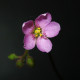 Rosnatka - Drosera nidiformis - semiačka - 15 ks