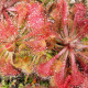Rosnatka - Drosera spathulata - semiačka - 15 ks