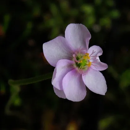 Rosička - Drosera venusta - semiačka - 15 ks