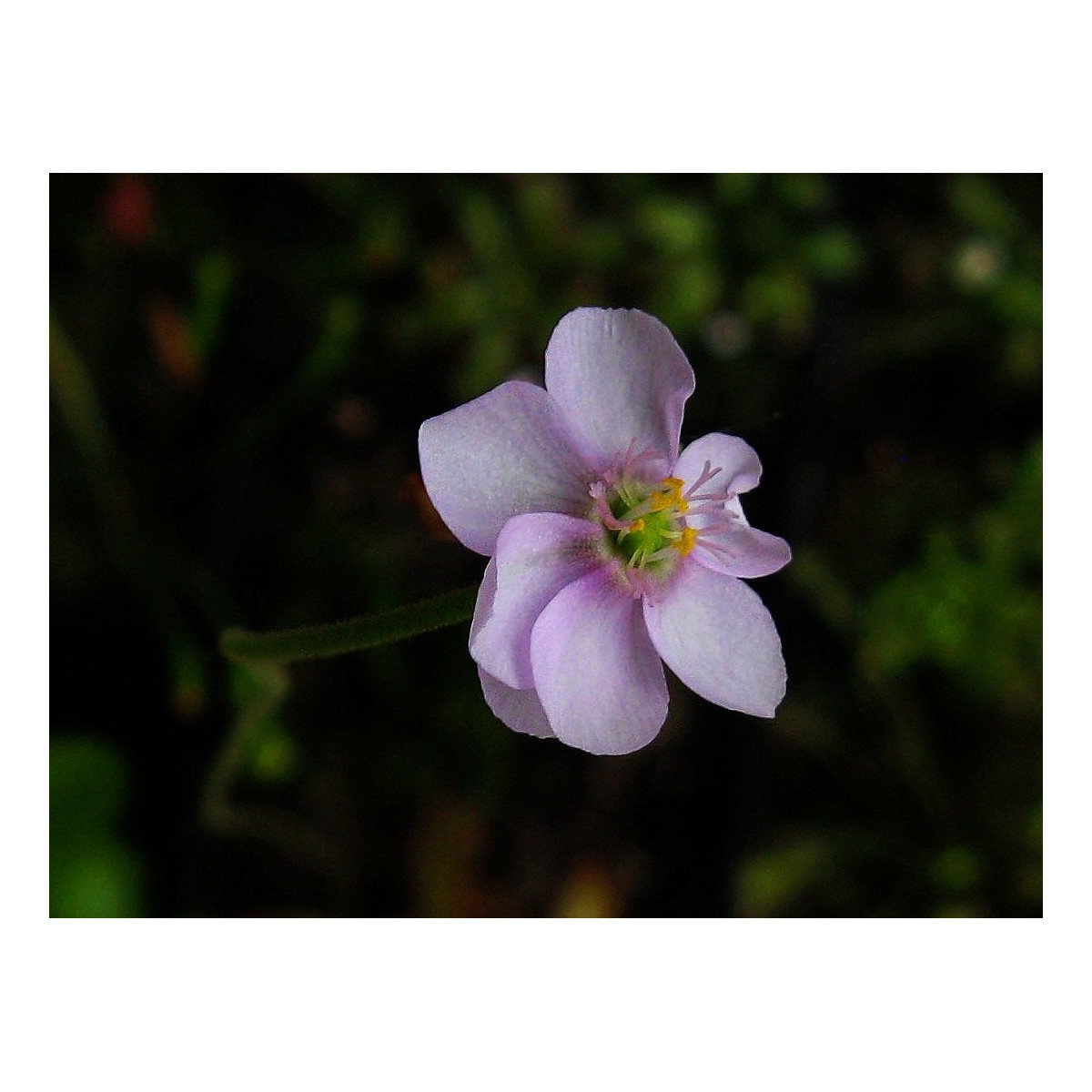 Rosička - Drosera venusta - semiačka - 15 ks