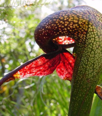 Darlingtónia kalifornská - Darlingtonia californica - predaj semien - 12 ks