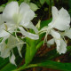 Biely zázvor - Hedychium coronarium -semiačka - 4 ks