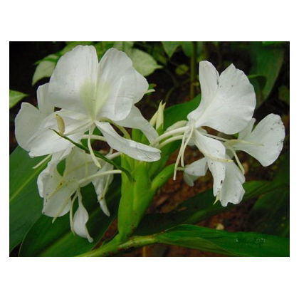 Biely zázvor - Hedychium coronarium -semiačka - 4 ks