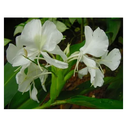 Biely zázvor - Hedychium coronarium -semiačka - 4 ks