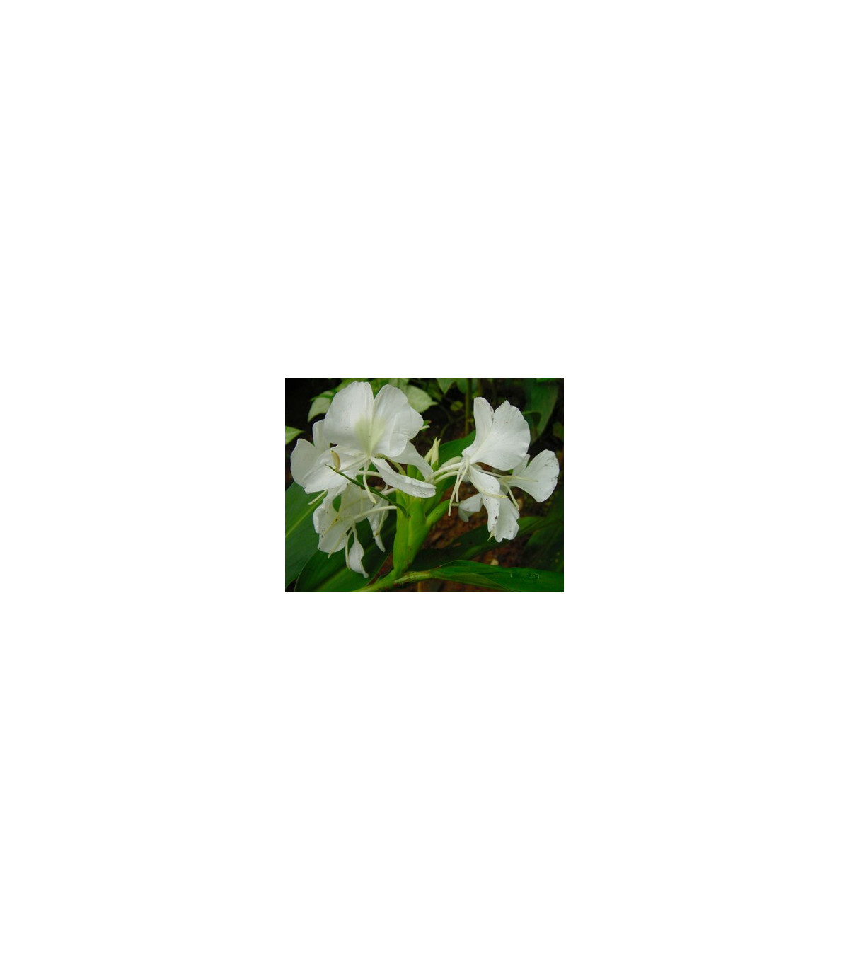 Biely zázvor - Hedychium coronarium -semiačka - 4 ks