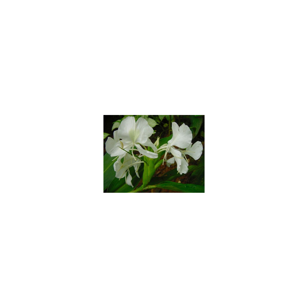 Biely zázvor - Hedychium coronarium -semiačka - 4 ks