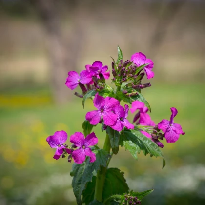 Mesačnica dvojročná fialová - Lunaria biennis - predaj semien - 50 ks
