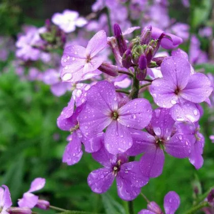 Večernica voňavá - dvojročná rastlina - Hesperis matronalis - semiačka - 100 ks